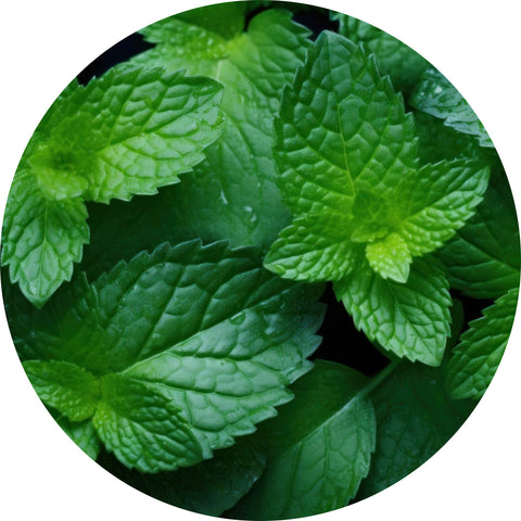 Peppermint Oil: