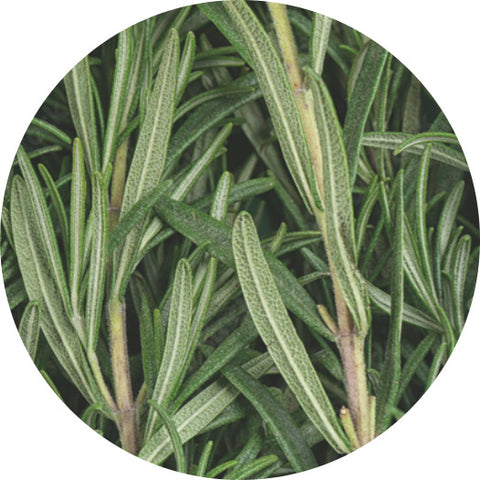 Rosemary Oil: