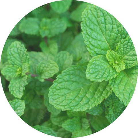 Spearmint Oil